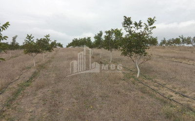 იყიდება მიწის ნაკვეთი ხაშური შიდა ქართლი