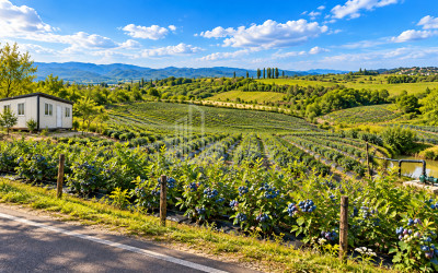 For Sale Blueberry orchard Land In Baileti, Ozurgeti