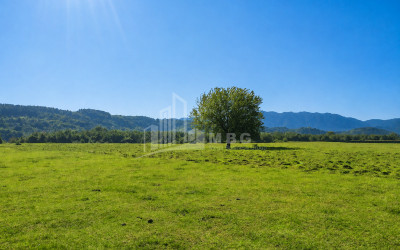For Sale Orchards Land In Abasha