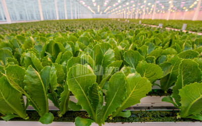 For Sale Farm Greenhouse Land In Marneuli