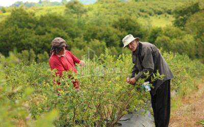 For Sale Orchards Land In Senaki