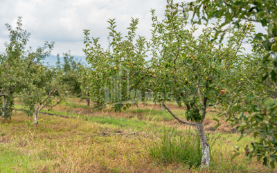 For Sale Land Kakheti