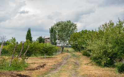 For Sale Land Kakheti