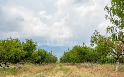 იყიდება მიწის ნაკვეთი კახეთი