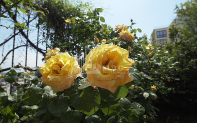 For Rent Building Commercial, in Mtatsminda