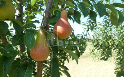 იყიდება ხეხილის ბაღი მიწის ნაკვეთი, ბაკურციხე