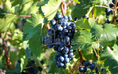 იყიდება კომერციული ფართი დოესი კასპი შიდა ქართლი