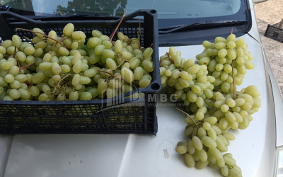 For Sale Land, Nosiri, Senaki, Samegrelo