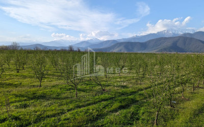 For Sale Land Lagodekhi Kakheti