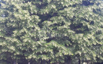 For Sale Residential Land, in Tabakhmela