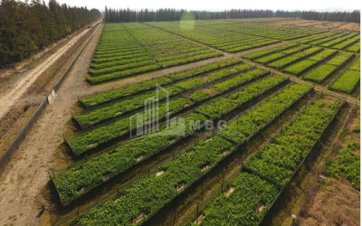 For Sale Land Municipalities of Guria