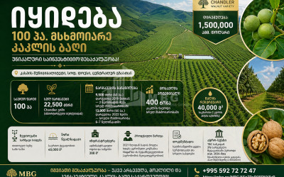 იყიდება კაკლის ბაღი მიწის ნაკვეთი დოესში, კასპი