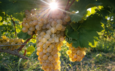 For Sale Vineyard - Chateau Land In Melani, Gurjaani