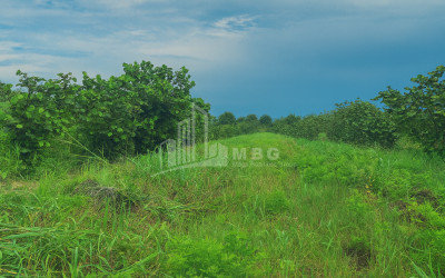 For Sale Land Kvemo Shukhuti Lanchkhuti Municipalities of Guria