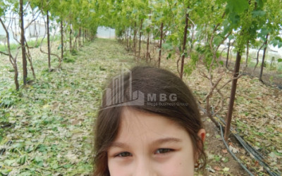 For Sale Land, Nosiri, Senaki, Samegrelo