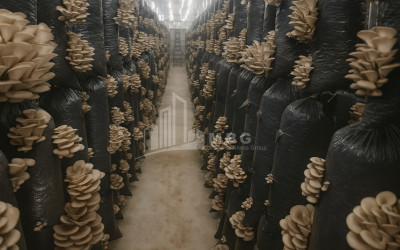 For Sale Commercial Okami Kaspi Shida Kartli