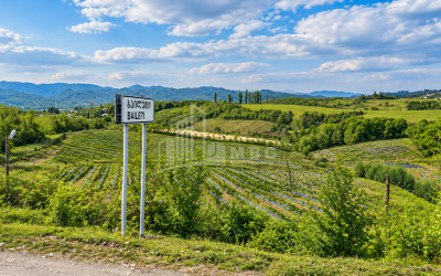 For Sale Blueberry orchard Land In Baileti, Ozurgeti