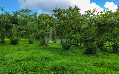 For Sale Land Chibati village Lanchkhuti Municipalities of Guria