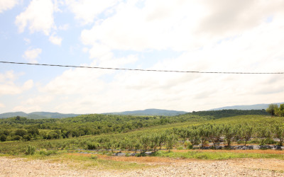 For Sale Orchards Land In Senaki