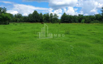 For Sale Land Chibati village Lanchkhuti Municipalities of Guria