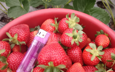 For Sale Land, Nosiri, Senaki, Samegrelo