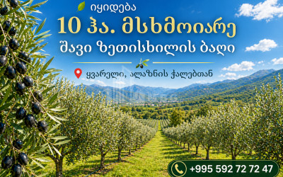 Продается Виноградник   Замковые Земля В Кварели