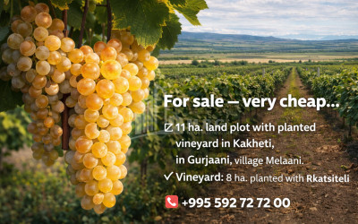 For Sale Vineyard - Chateau Land In Melani, Gurjaani