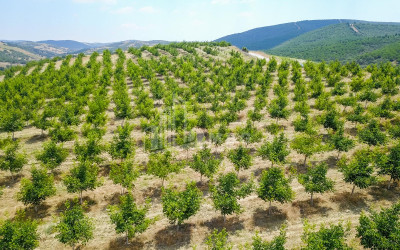 For Sale Land Does Kaspi Shida Kartli