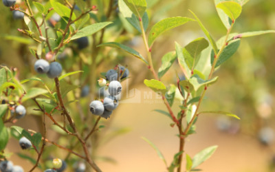 For Sale Orchards Land In Senaki