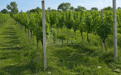 For Sale Orchards Land In Tsinandali, Telavi