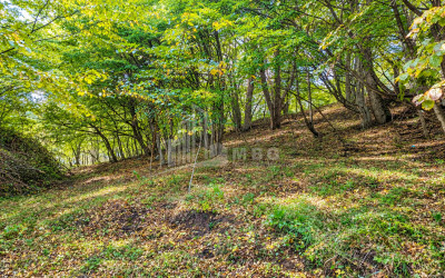 For Sale Country Land In Birtvisi Gorge, Tetritskaro