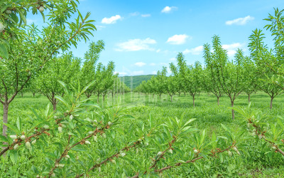 For Sale Land Bolnisi Kvemo Kartli