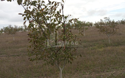 იყიდება მიწის ნაკვეთი ხაშური შიდა ქართლი