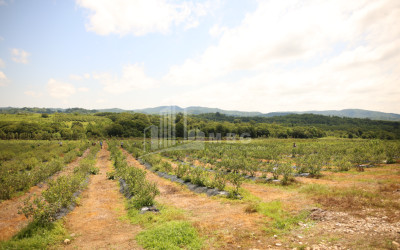 For Sale Orchards Land In Senaki