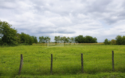 For Sale Orchards Land In Abasha