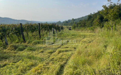 For Sale Land Mtisdziri Kvareli Kakheti