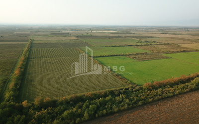 იყიდება ხეხილის ბაღი მიწის ნაკვეთი, ბაკურციხე