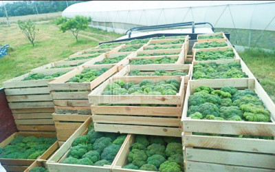 Продается Земля Марнеули Квемо Картли