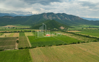 For Sale Land Napareuli Telavi Kakheti