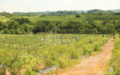For Sale Orchards Land In Senaki