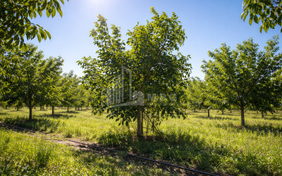 Продается Ореховый сад Земля В Мелани, Гурджаани