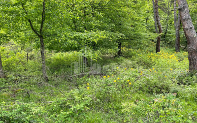 იყიდება სააგარაკე მიწის ნაკვეთი, ონი