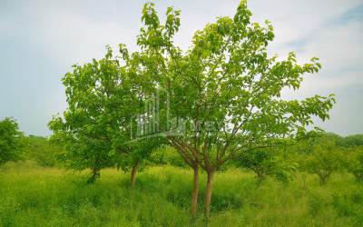 For Sale Land Kvemo Shukhuti Lanchkhuti Municipalities of Guria