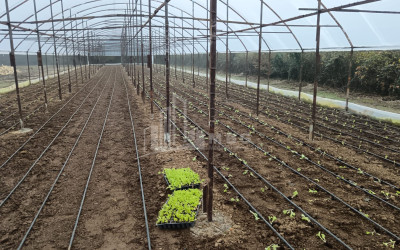 For Sale Land, Nosiri, Senaki, Samegrelo