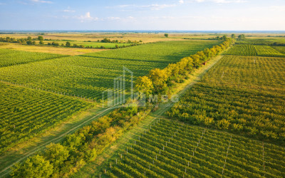 იყიდება ხეხილის ბაღი მიწის ნაკვეთი, ბაკურციხე