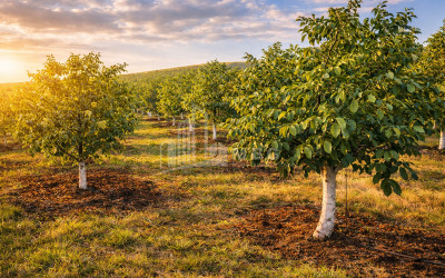 Продается Ореховый сад Земля В Мелани, Гурджаани