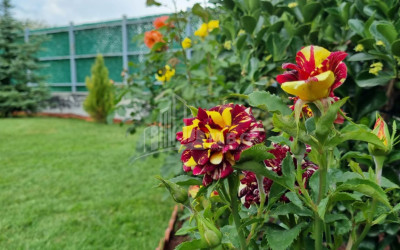 Продается Дом - Вилла В Коджори, Мтацминда Район