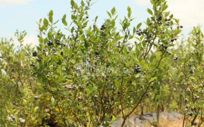 For Sale Orchards Land In Senaki
