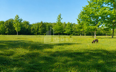 For Sale Orchards Land In Abasha
