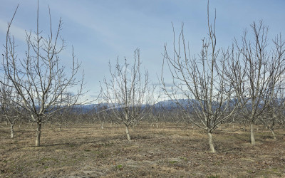For Sale Orchards Land In Tsinandali, Telavi